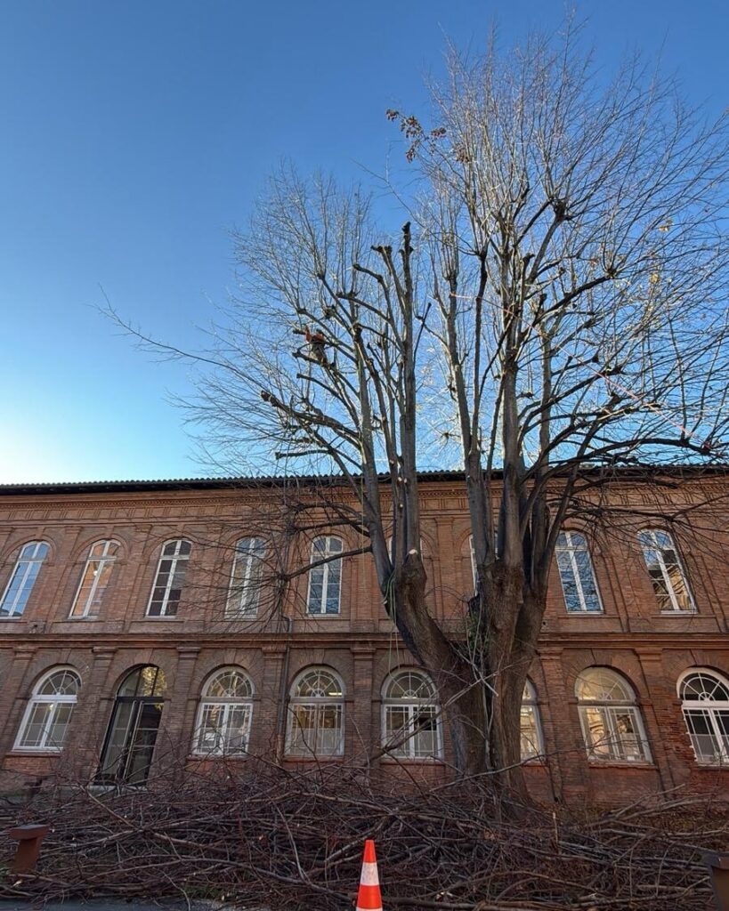 Taille en tête de chat tilleul Hôpital de Lagrave Toulouse – Arbres Services Occitanie