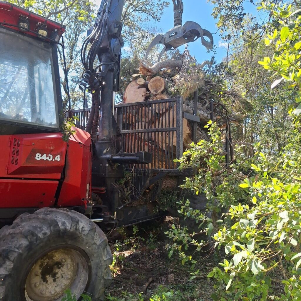 Arbres déracinés après tempête dans l'Aude – intervention Arbres Services Occitanie