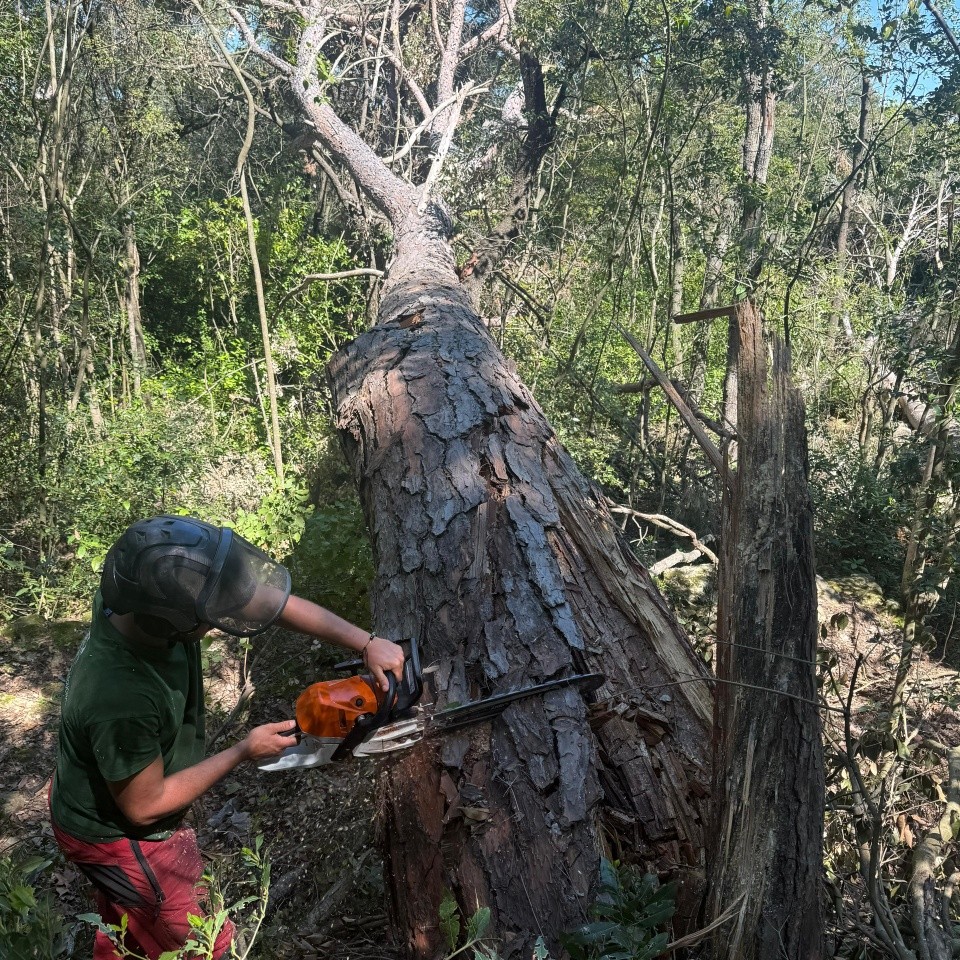 Arbres déracinés après tempête dans l'Aude – intervention Arbres Services Occitanie