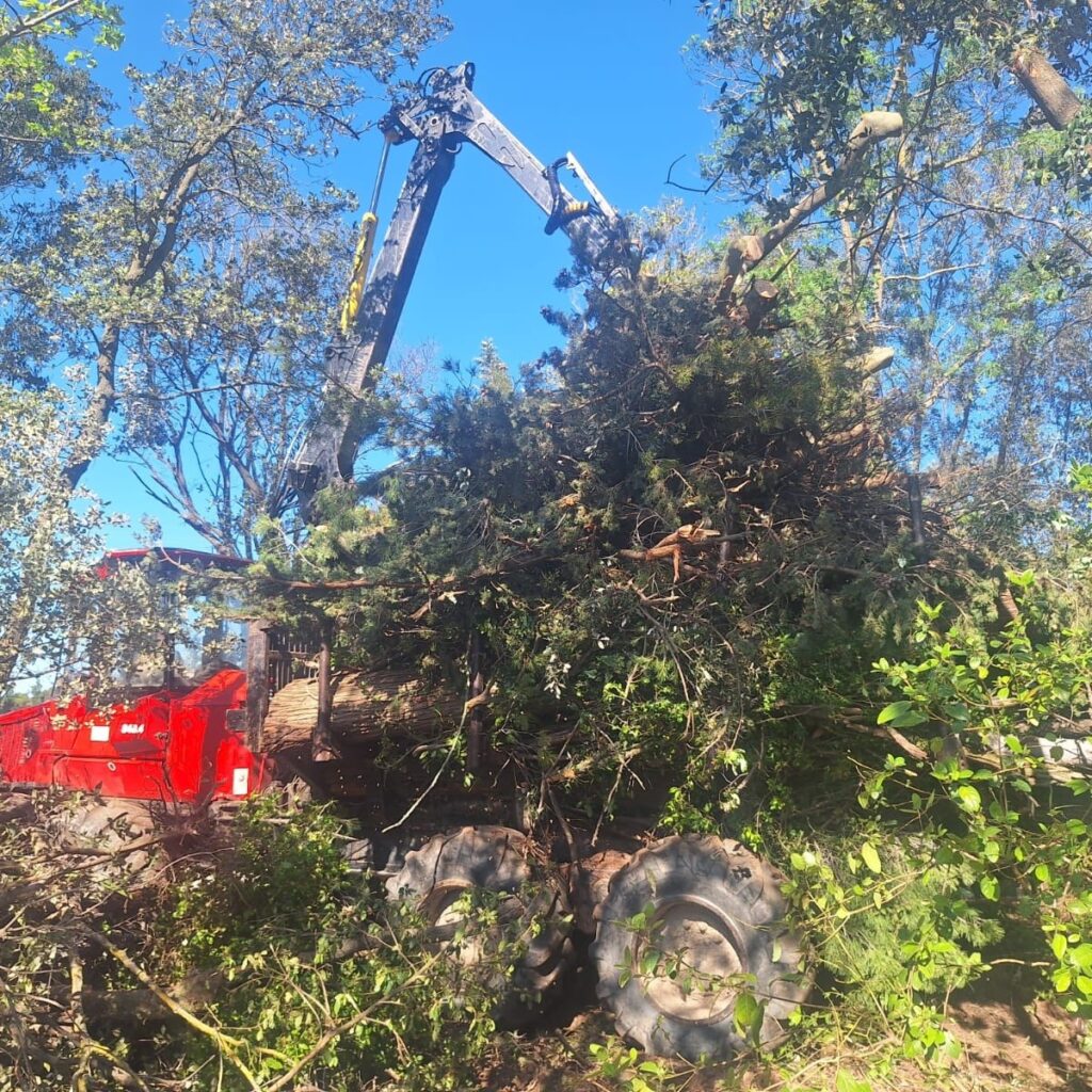 Élagage d'urgence après tempête – chantier Aude 150 arbres
