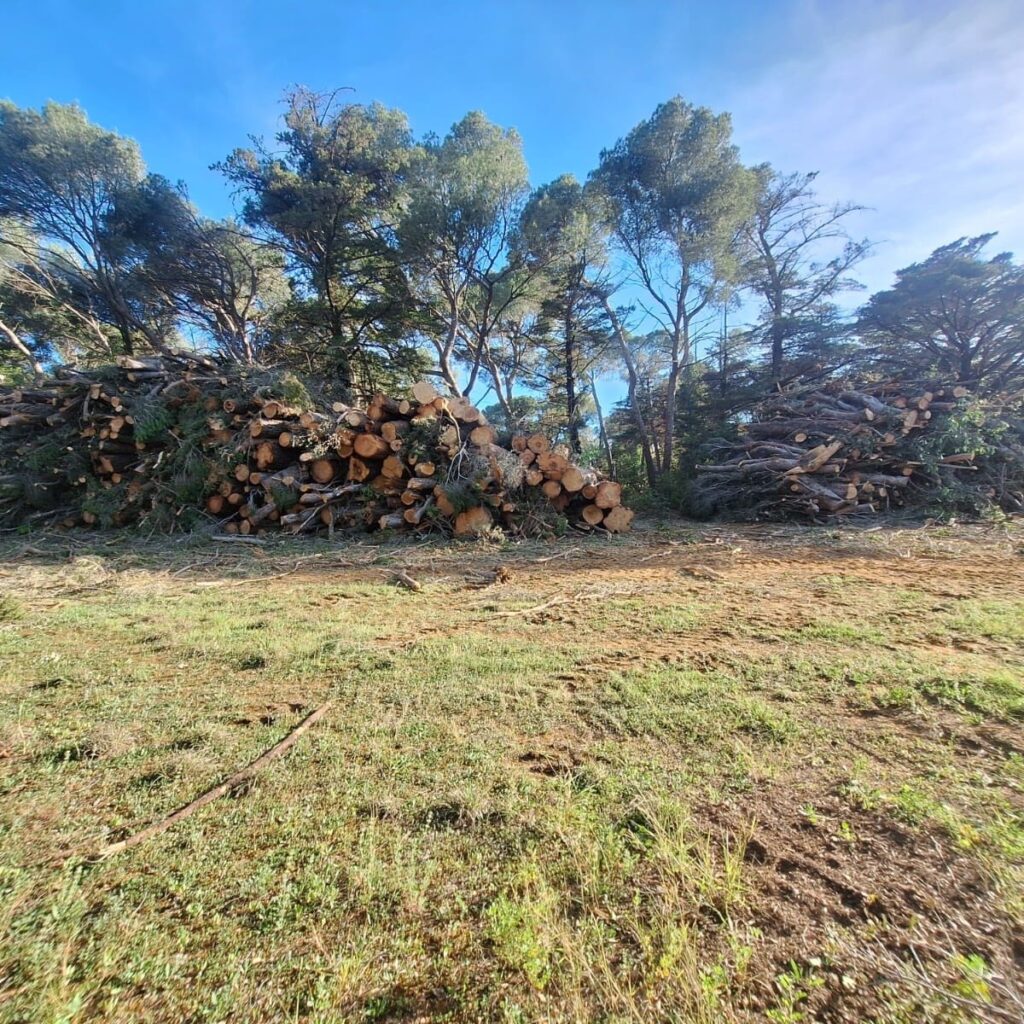 Élagage d'urgence après tempête – chantier Aude 150 arbres