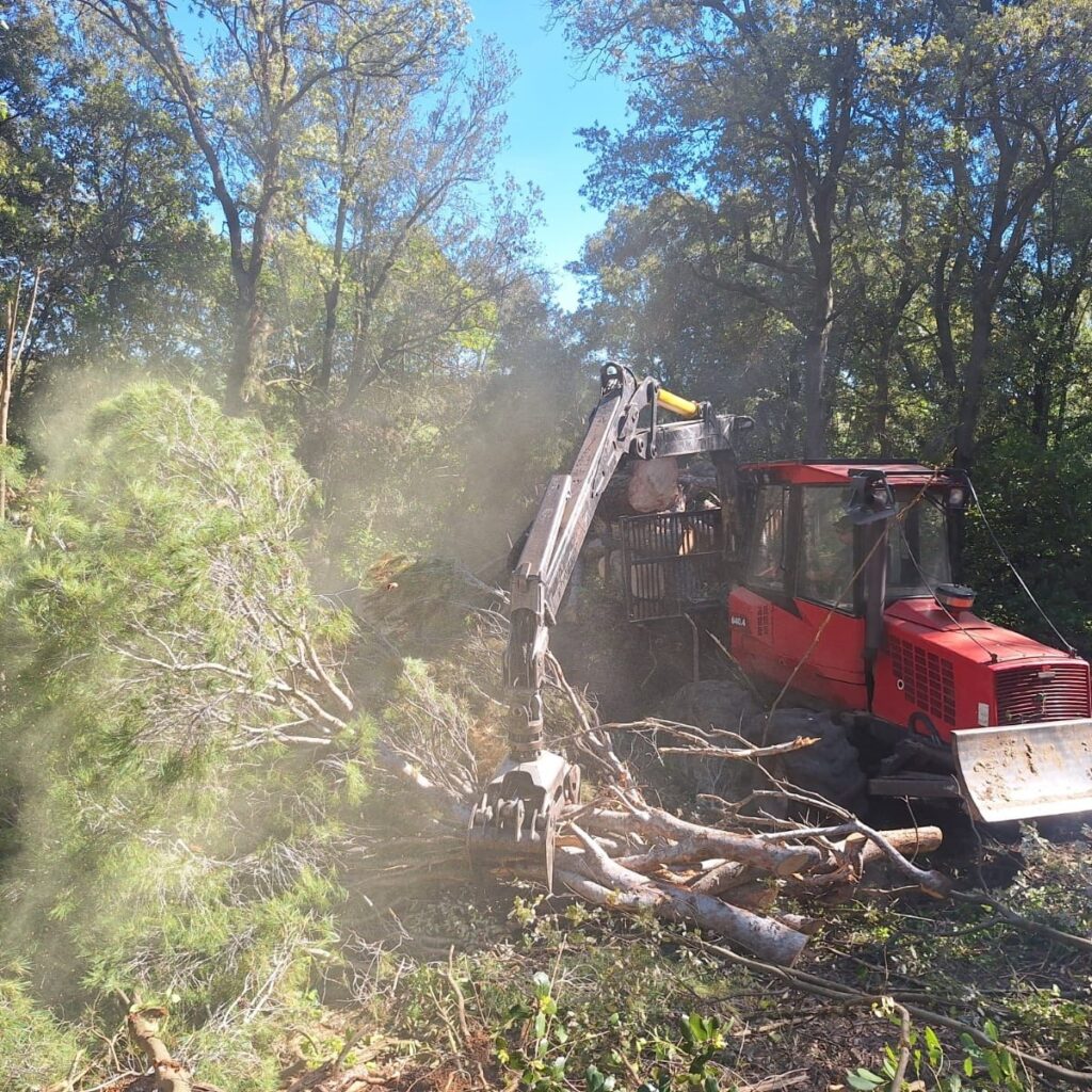 Élagage d'urgence après tempête – chantier Aude 150 arbres